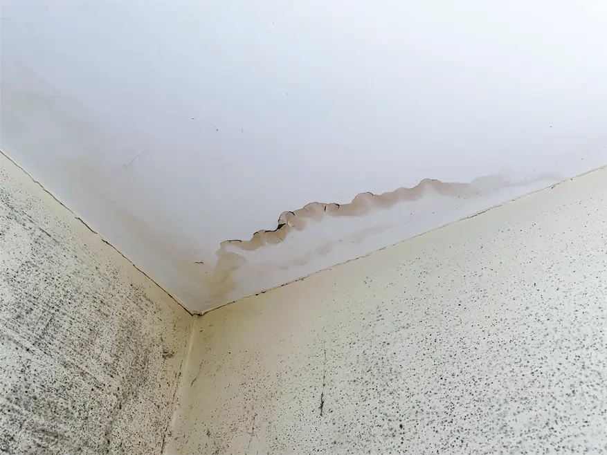 plafond taché avec moisissures