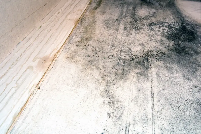 parquet sol humide avec moisissures