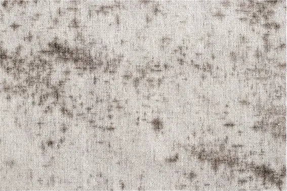 tissu piqué de moisissure